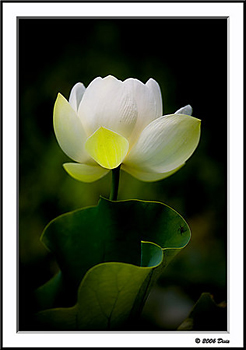 Lotus - Magnolia Gardens, Charleston, South Carolina