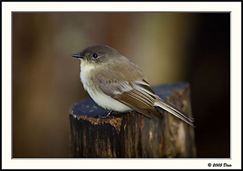 Bird at Greenbrier School - Great Smoky Mountains National Park